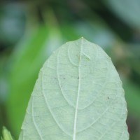 Ruellia tuberosa L.